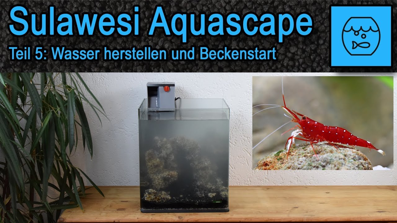 Teil 5 Sulawesi Aquascape Aquarium für Kardinalsgarnelen - Wasser herstellen - Becken Inbetriebnahme