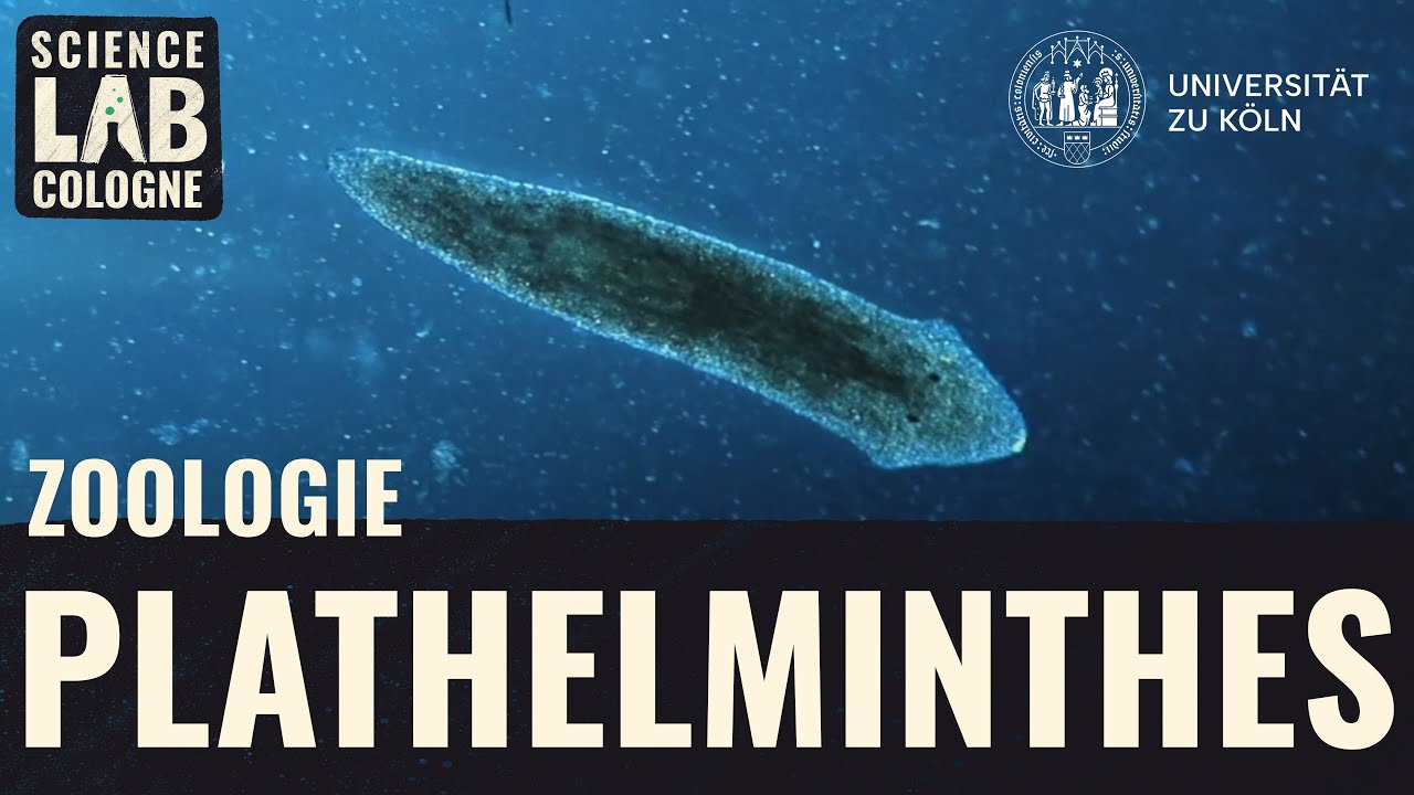Zoologie - Plathelminthes (Dugesia sicula)