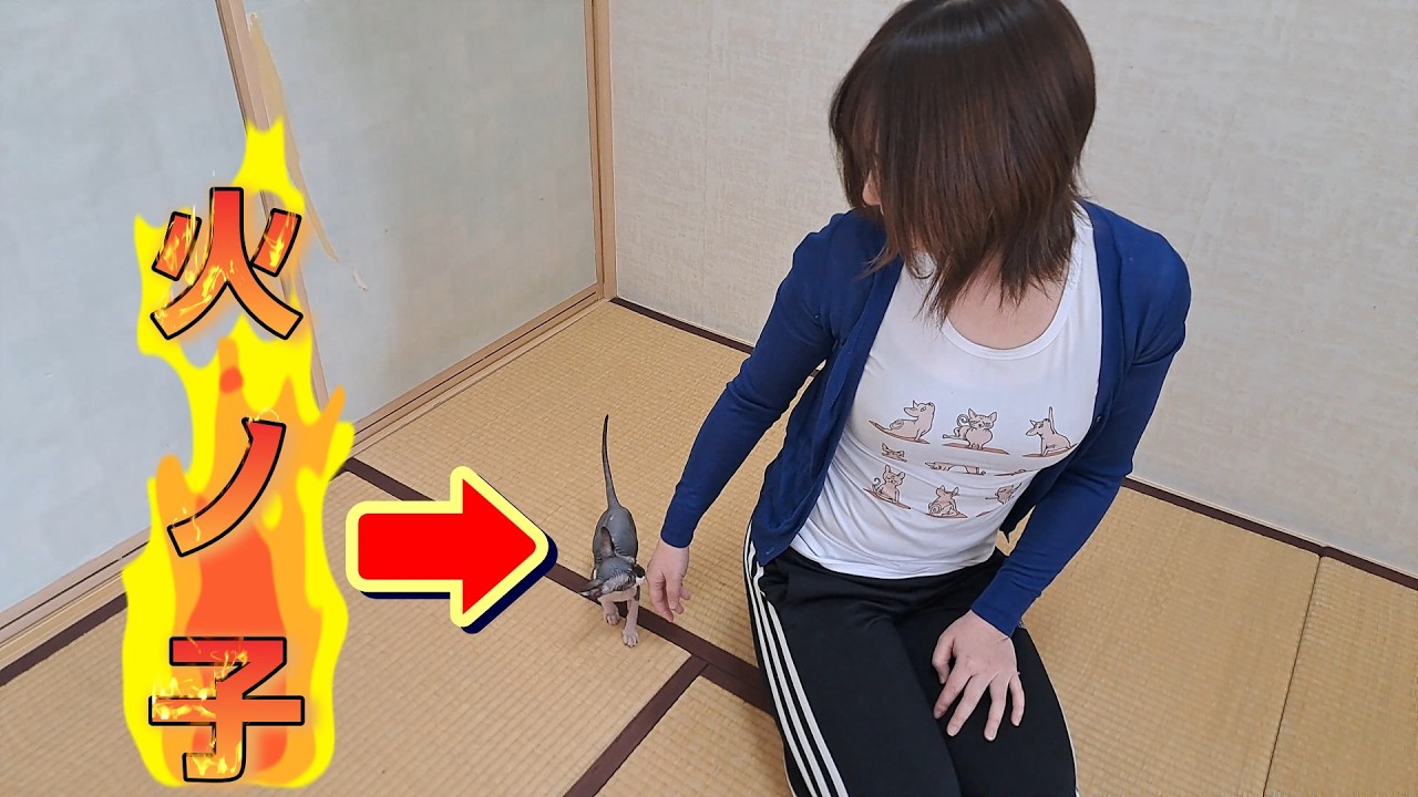 新しい子猫！スフィンクスの『火ノ子』登場！