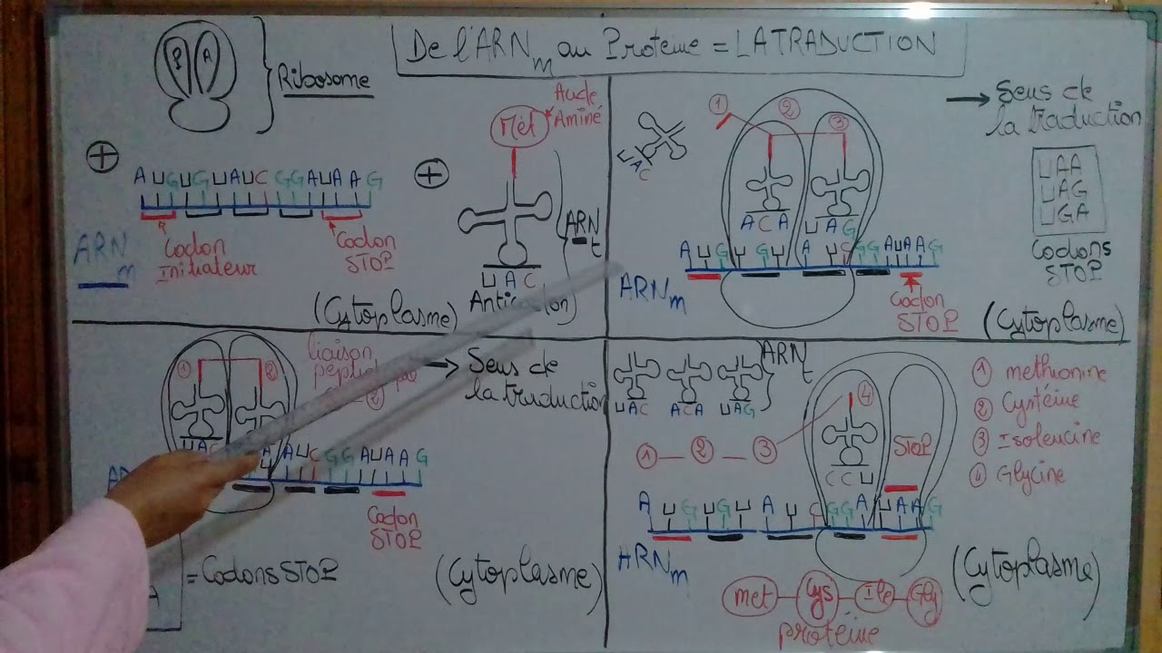 la traduction de l'ARNm en proteine، rôle des ribosomes et ARN t ,les codons et les acides aminés