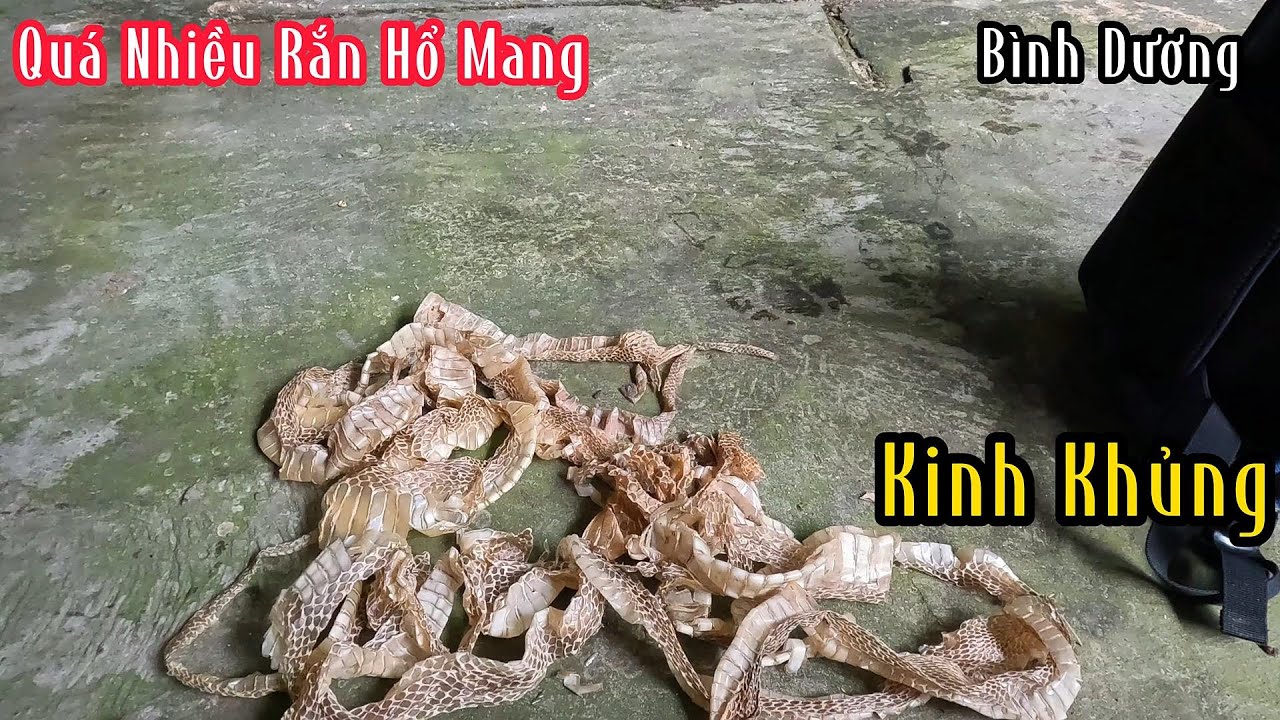 Bình Dương : Kinh khủng Rắn Hổ Mang Lột Da Nhiều Không Tả | Mười Thương Săn Bắt