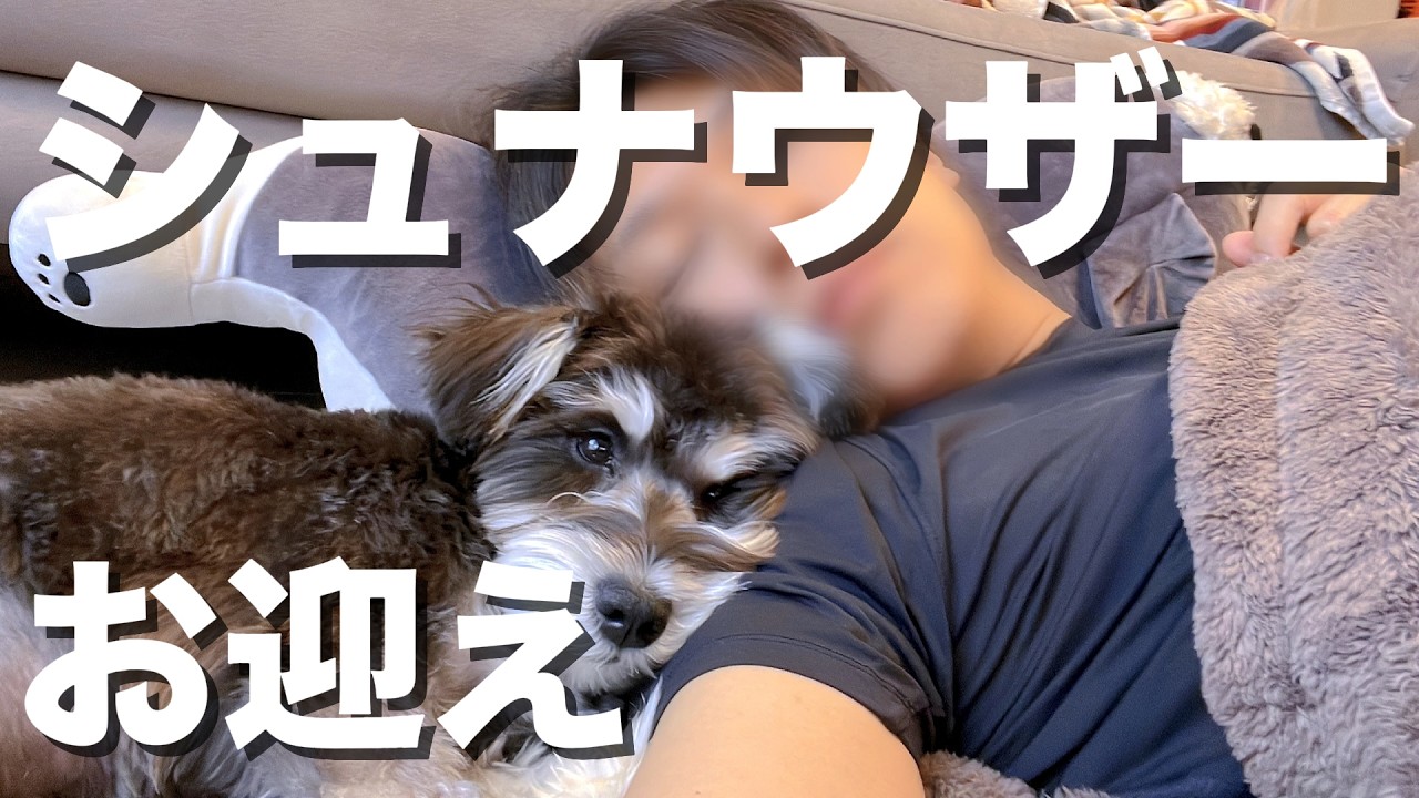 ミニチュアシュナウザーをお迎えしたリアルな気持ち｜生後3ヶ月の子犬をはじめて飼う