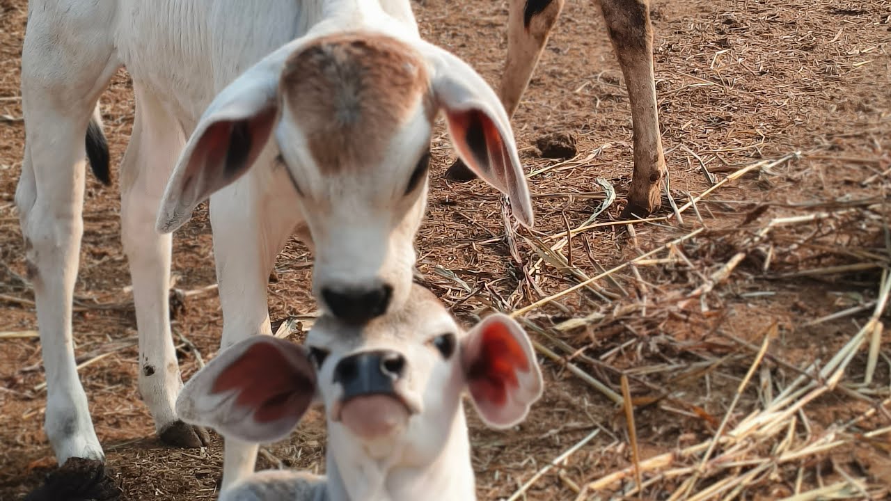 cow is tha best is live! inke liye ek achcha sa comment ho jaaye