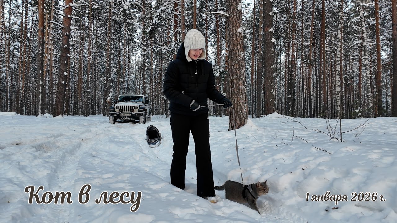 Elon the cat in the forest  | HD 1080 |