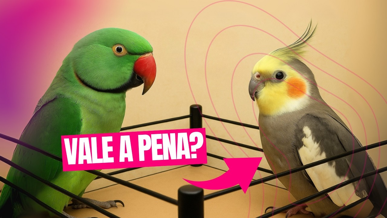 CALOPSITA D&Aacute; LUCRO? OU S&Oacute; RING NECK??