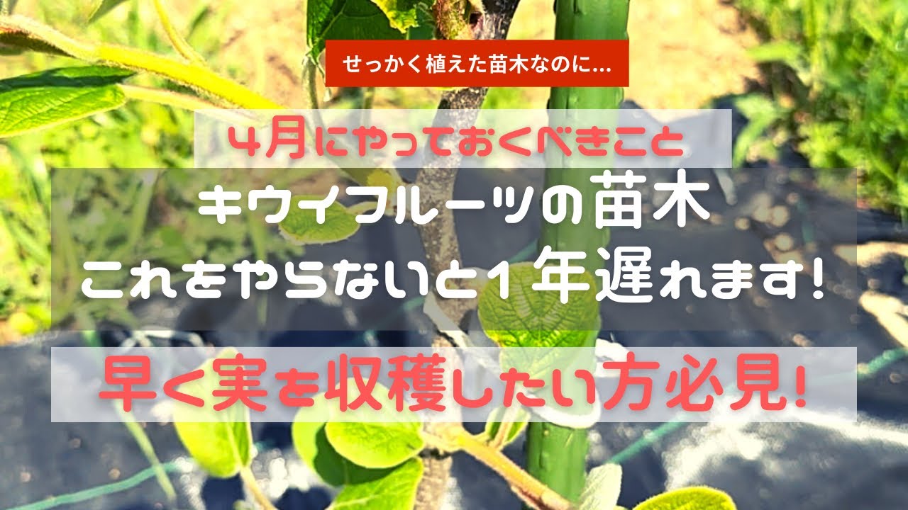 キウイフルーツの苗木　これをやらないと1年遅れます！