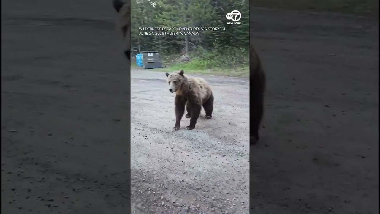 Гризли терроризирует женщину и собаку