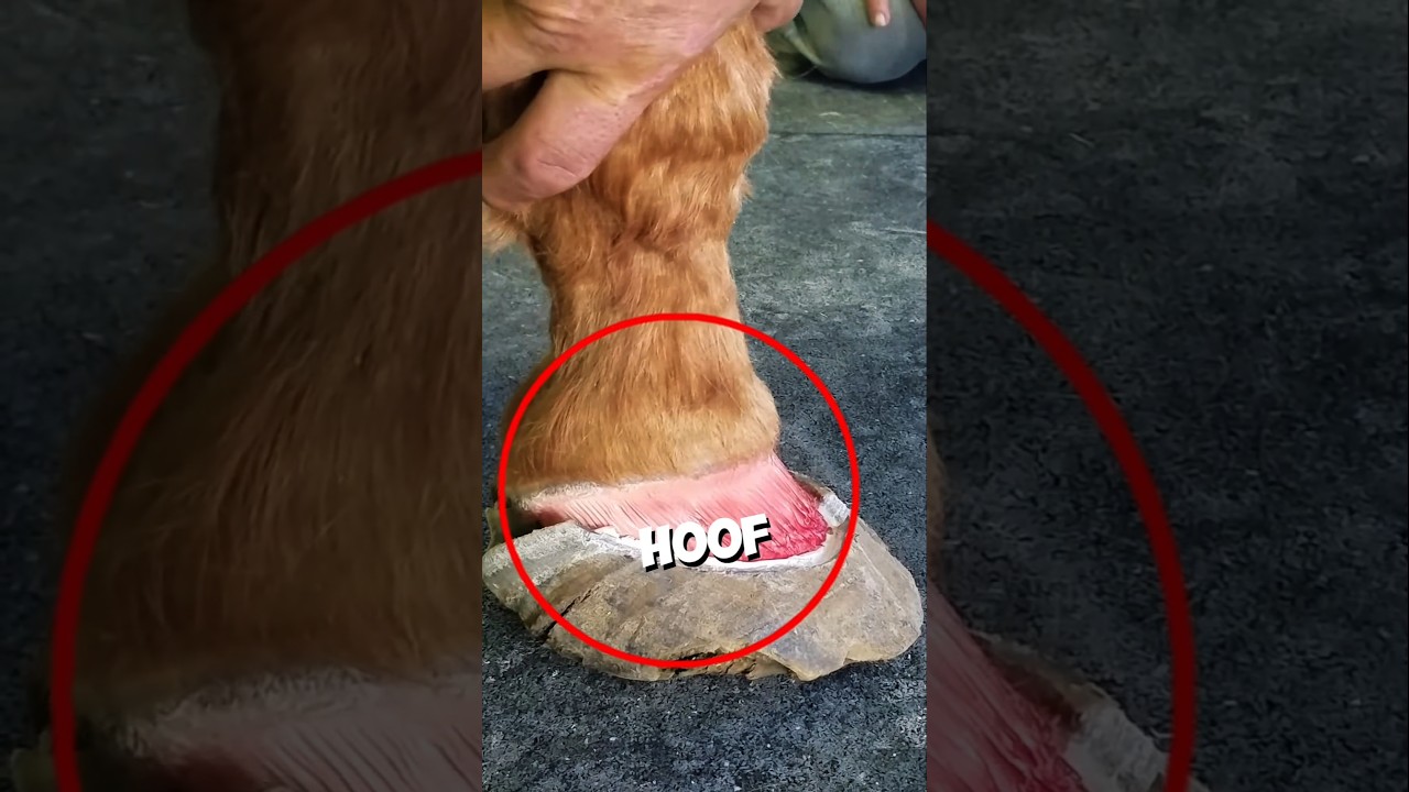 Restoring A Horse's Hoof That Fell Off🐎