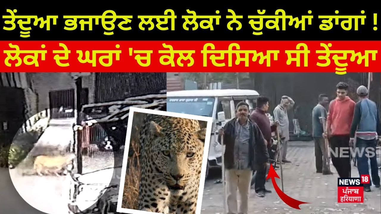 Leopard in Ludhiana | ਤੇਂਦੂਆ ਭਜਾਉਣ ਲਈ ਲੋਕਾਂ ਨੇ ਚੁੱਕੀਆਂ ਡਾਂਗਾਂ ! ਲੋਕਾਂ ਦੇ ਘਰਾਂ 'ਚ ਕੋਲ ਦਿਸਿਆ ਸੀ ਤੇਂਦੂਆ