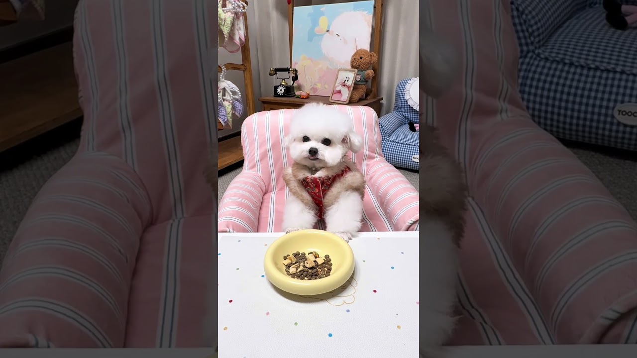 糖果儿今天唱的是什么歌#修勾 #比熊 #比熊犬日常 #万物皆有灵性