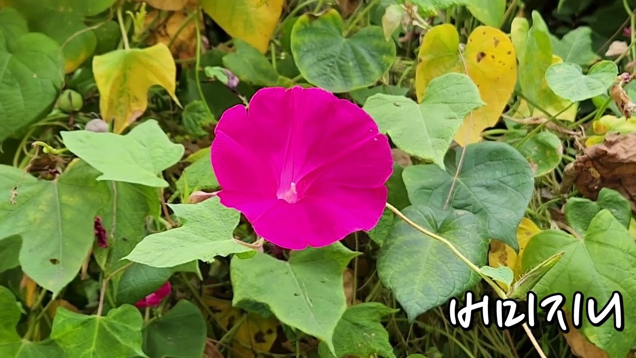 나팔꽃 견우화 (2023.10.13)