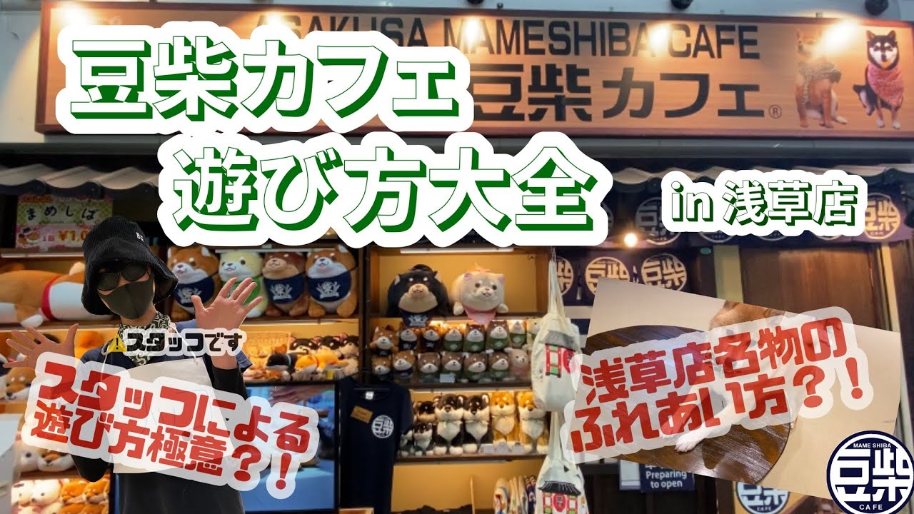 【豆柴】浅草店「豆柴カフェ遊び方大全 in 浅草店」