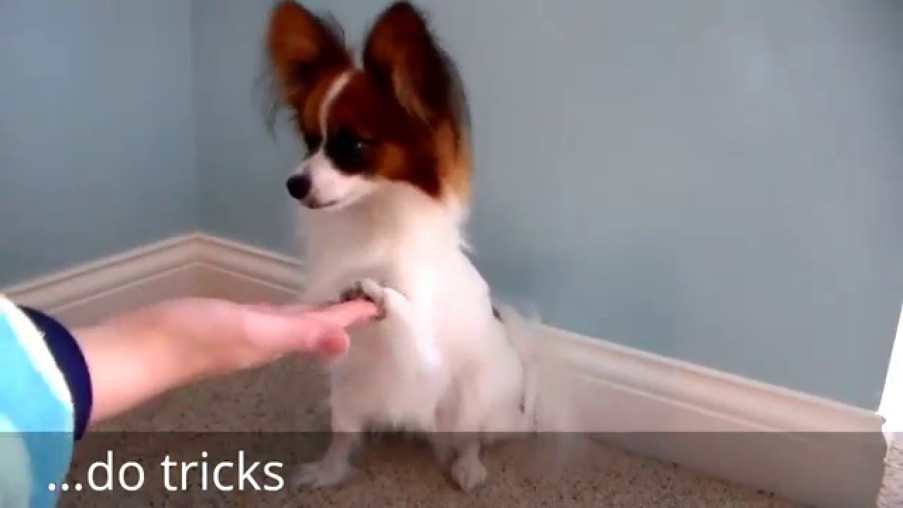 Percy the ADORABLE Papillon dog!