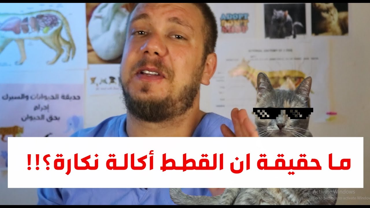 ماذا يدور في عقل القطط؟؟ هل القطط تحب اصحابها؟؟