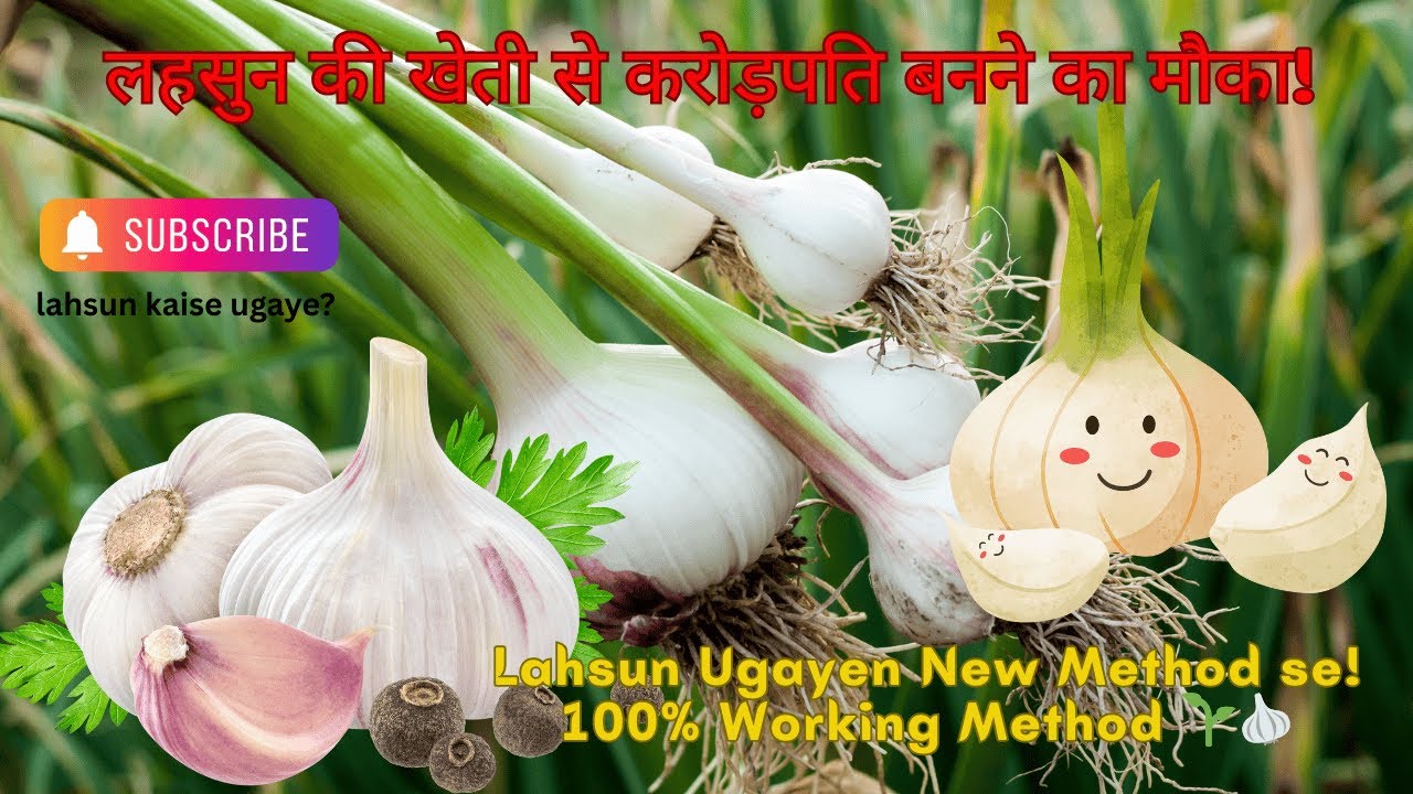 Lahsun Kaise Ugaye? घर पर lahsun ugaye सिर्फ 30 दिन में  Garlic Growing Guide Hindi @plantgrowtech