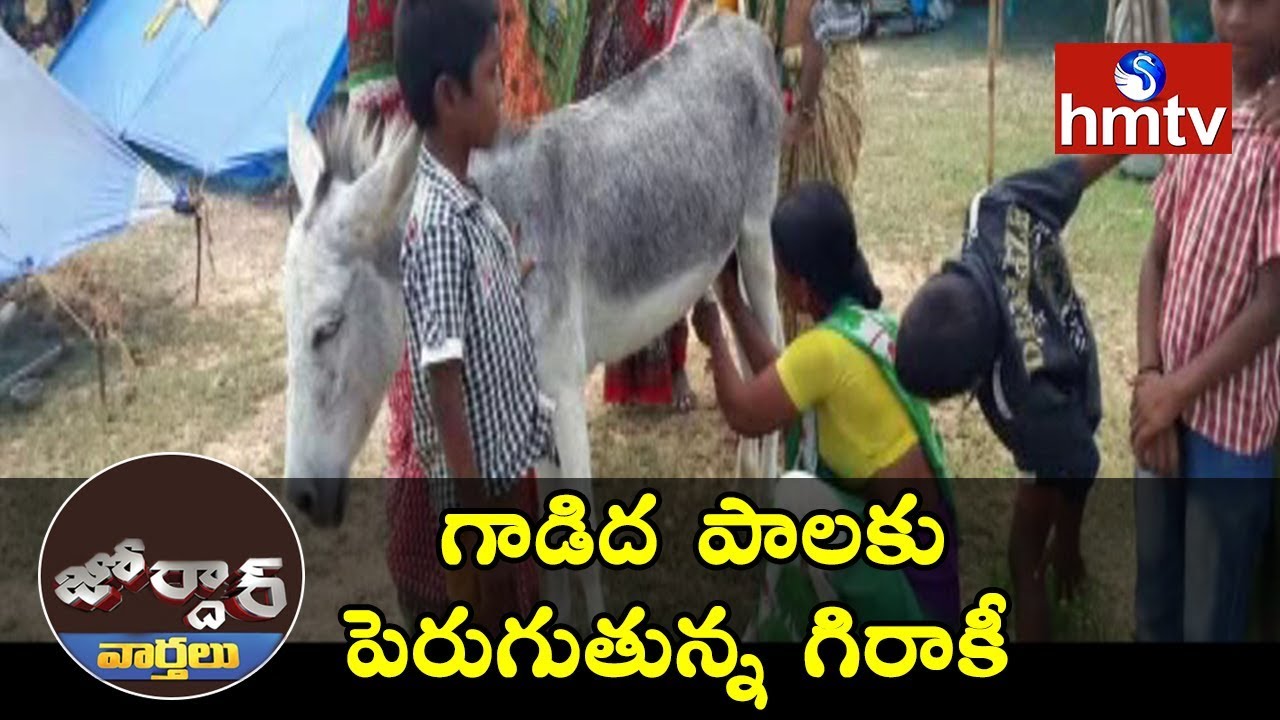 Huge Demand For Donkey Milk | Jordar News | hmtv