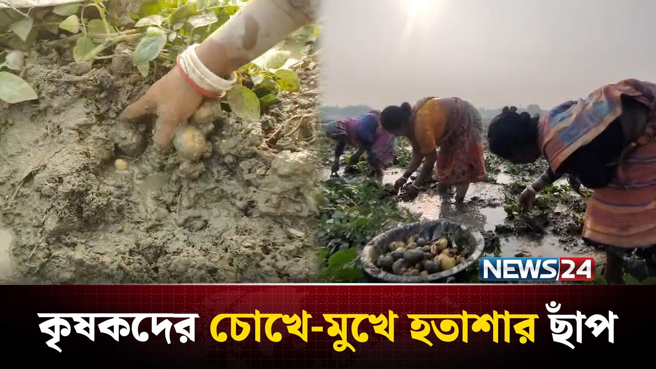 নষ্ট হওয়ার আশঙ্কায় কাদা থেকে আলু তুলছেন কৃষকরা; দেড় কোটি টাকার ক্ষতির আশঙ্কা | NEWS24