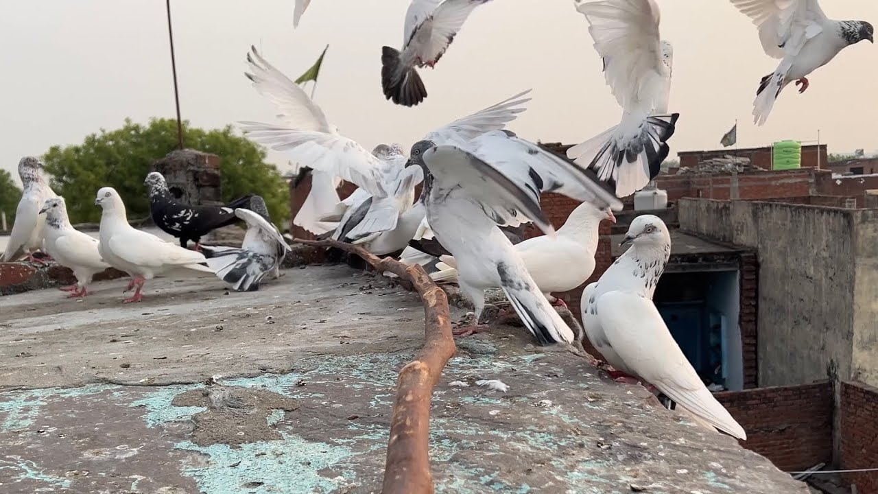 Aaj Sabhi Kabutar Ko Udaya 3rd Day | Desi Madrasi Kabutar Udan Video | Sartaj Pigeons