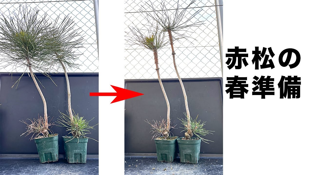 【AKM】ミニ赤松を作るためにチョンマゲ伸ばし中 #盆栽 #bonsai