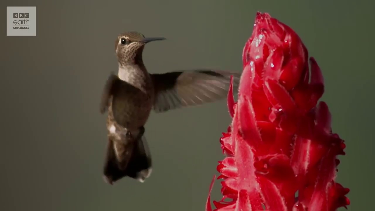 humming bird in slow motion