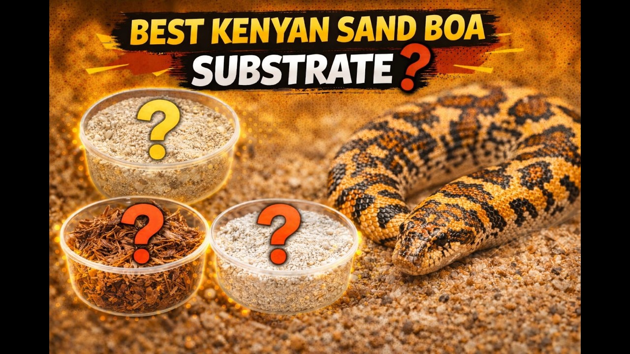 Best Kenyan Sand Boa Substrate 🐍 | Natural Burrowing Setup Tips