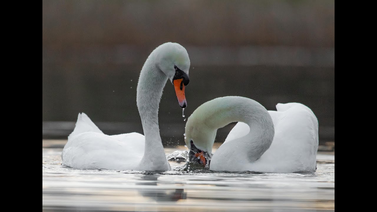 Swans mating on Killingworth Lake 21st March 2021