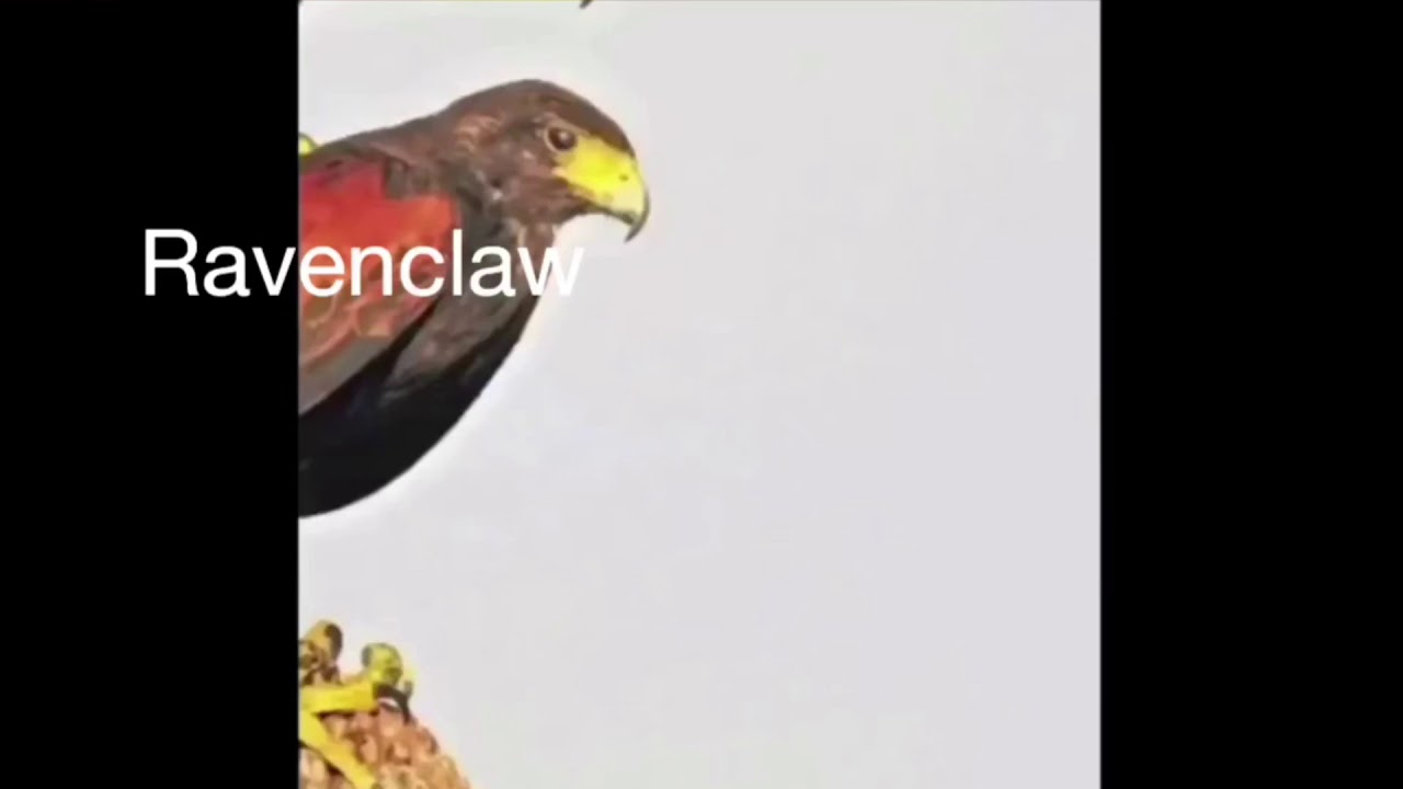 hogwarts houses as vines but it&rsquo;s part 2 and it&rsquo;s shorter