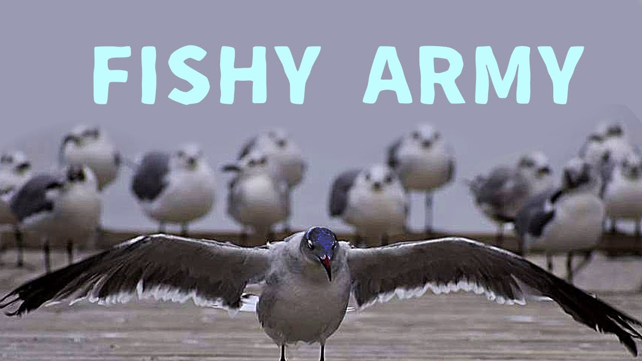 BIG FISHY WAR | Feather Family [Roblox] 4K