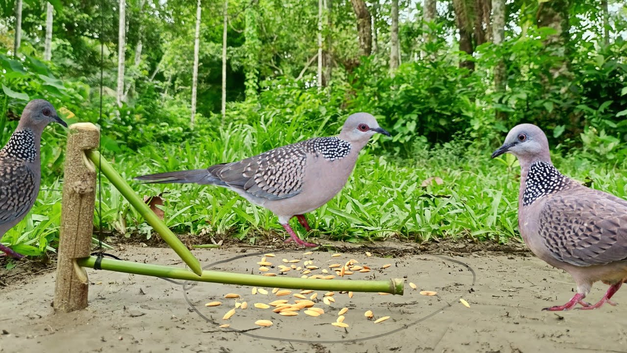 Dove Hunter, How can I Make Dove Trap Vary easy