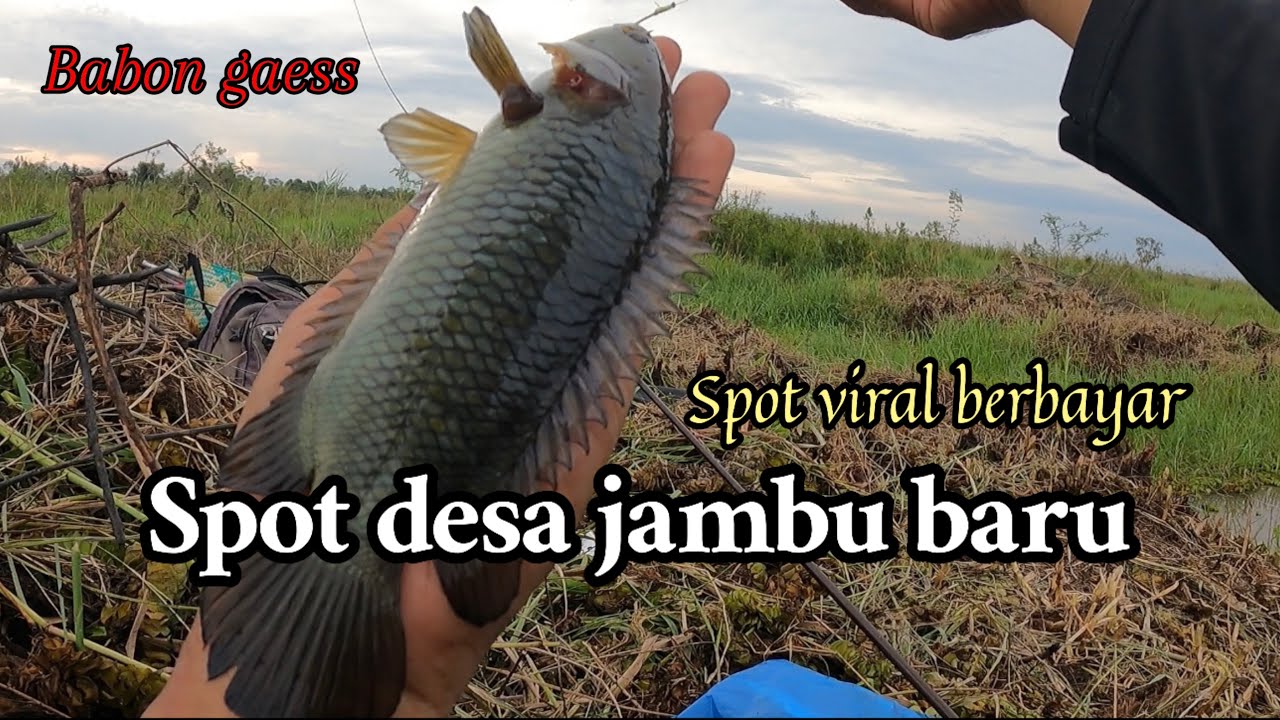 SPOT VIRAL BERBAYAR DESA JAMBU KALSEL MASIH MENGGIURKAN || full strike betok banon dan gabus.