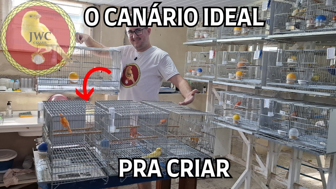 QUAL É O MELHOR CANÁRIO PRA CRIAR? #canariljwc #canário