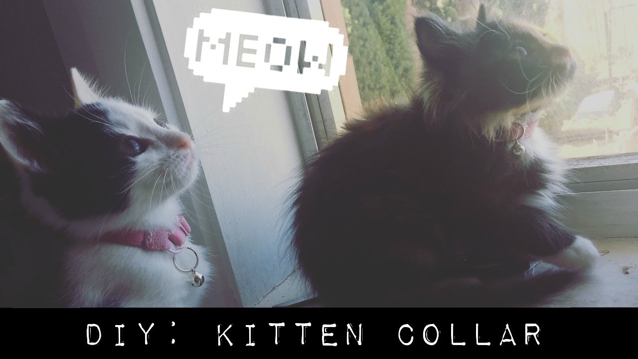 DIY #1 || Turn A Bra Strap Into A Collar For Kittens!