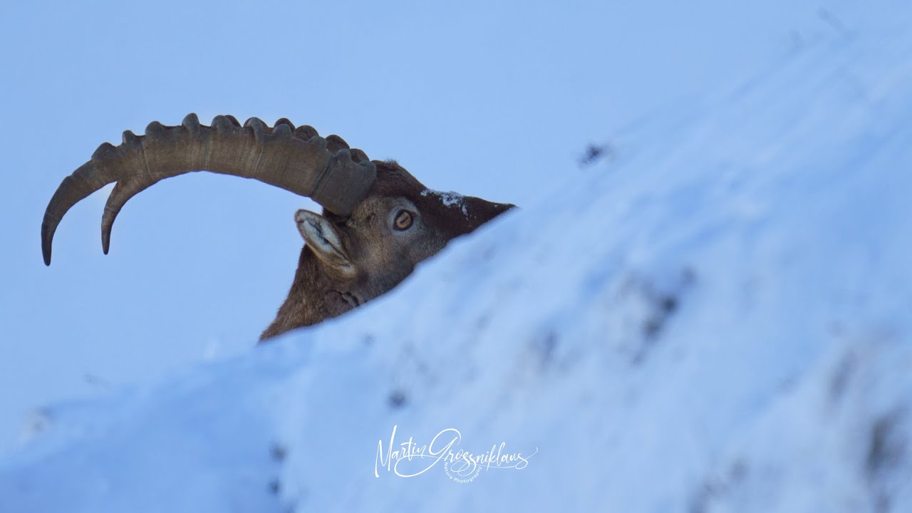 Steinbock, Aufstieg im Winter | Ibex, winter climbing 🇨🇭 (Capraibex, Ibex, Alpine Ibex)