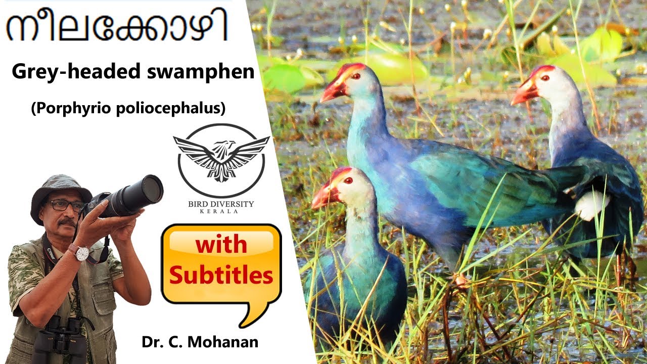 Grey-headed Swamphen  | Neela Kozhi | Purple Swamphen | Birds In Malayalam | Wildlife | Bird Kerala