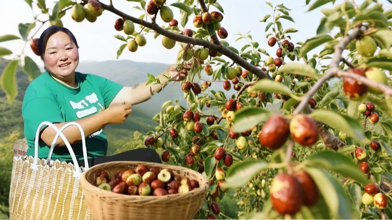 【陕北霞姐】枣树发芽啦！霞姐现摘嫩芽炒茶，喝一口神清气爽！