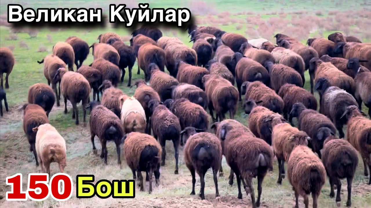 150 Бош Дехконобод Куйлари! ☎️+998 88 672 8998 ☎️+998 88 794 8998