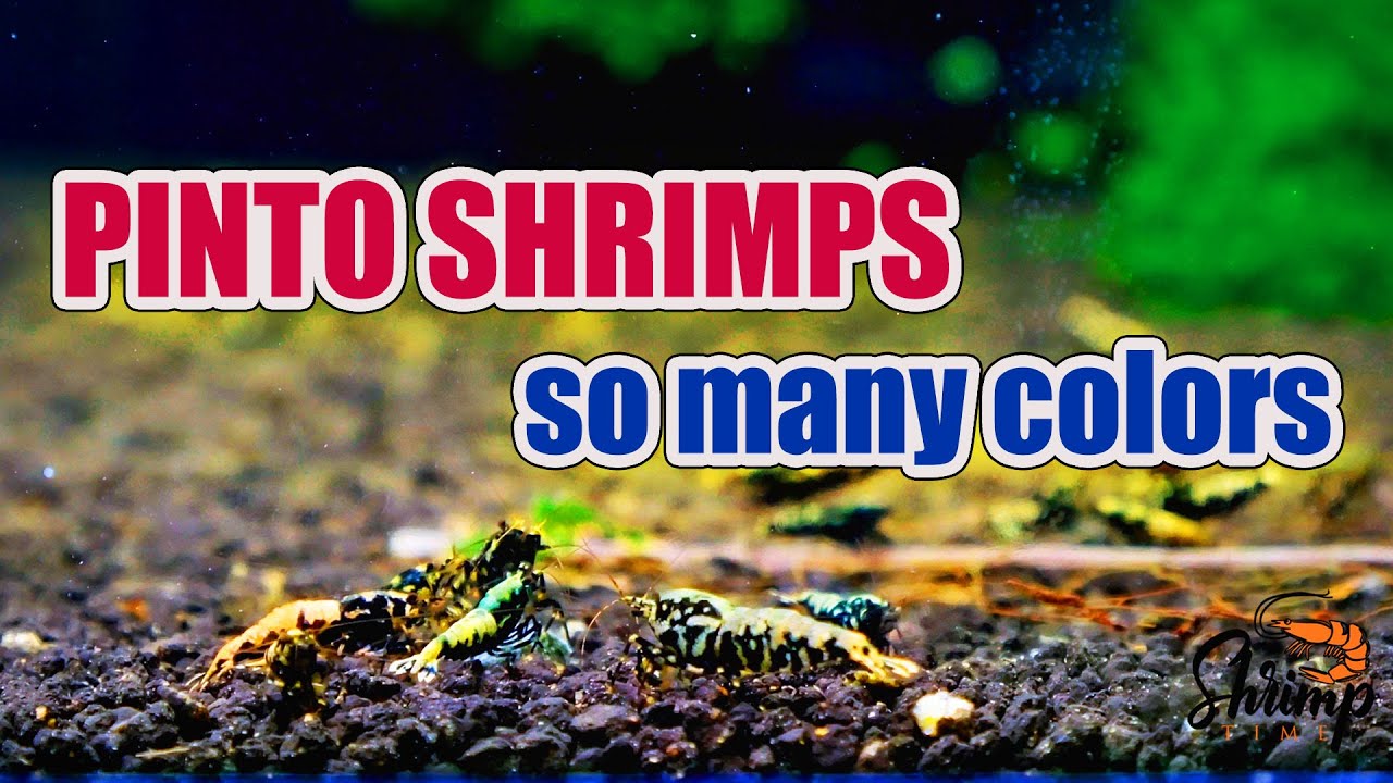 Macro Marvels: The Mesmerizing World of Pinto Caridina Shrimps
