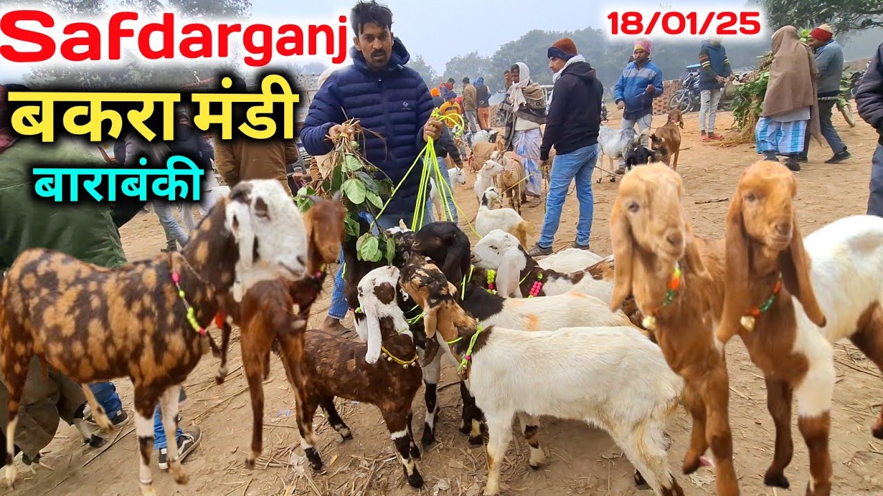 सफदरगंज बकरा मंडी बाराबंकी 18/01/25 Live Update |Safdarganj Bakra mandi New Video |Bakra Mandi video