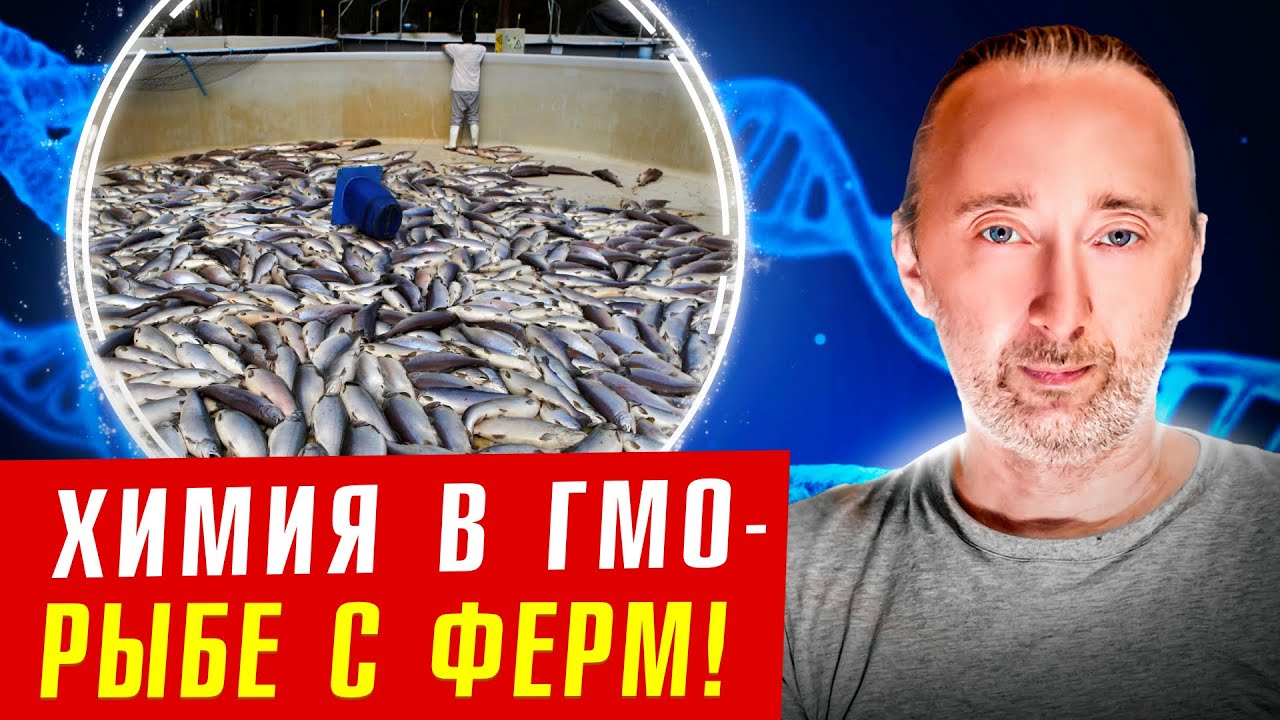 ГМО корма в ГМО рыбе/ вкусно и смертельно! Но НЕ сразу!