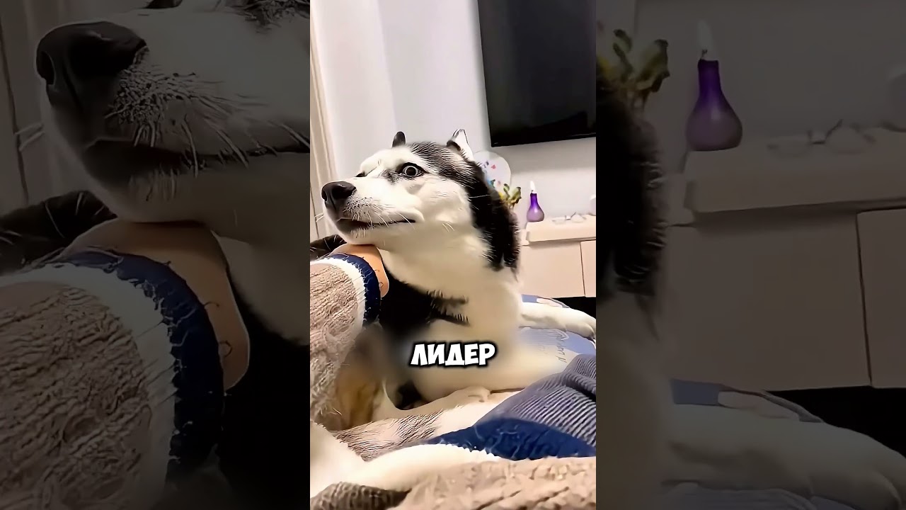 Как люди выглядят в глазах собак? 🐕 👀 #животные #милыеживотные