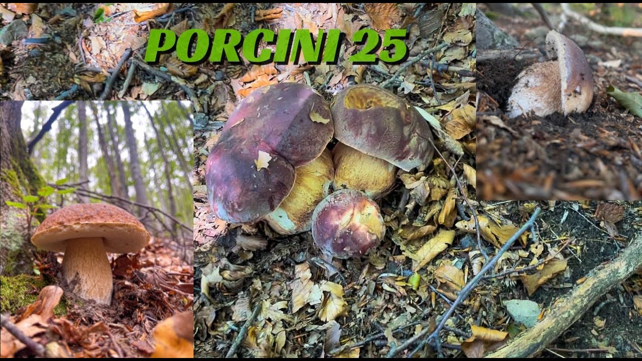I PORCINI EDULIS DELL'APPENNINO TOSCO EMILIANO