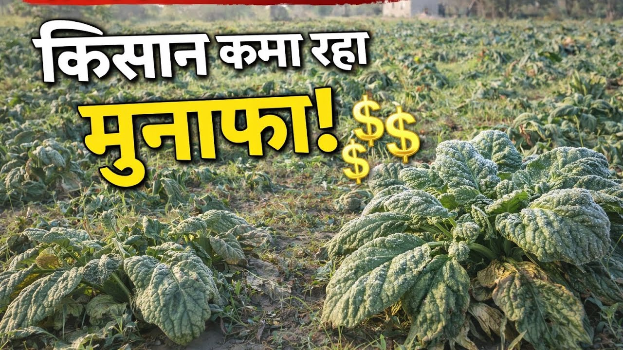 “सिर्फ 1 एकड़ में लाखों की कमाई! 🌿 किसान बना मालामाल 💰”#Kheti #SpinachFarming #Kisan #OrganicFarming