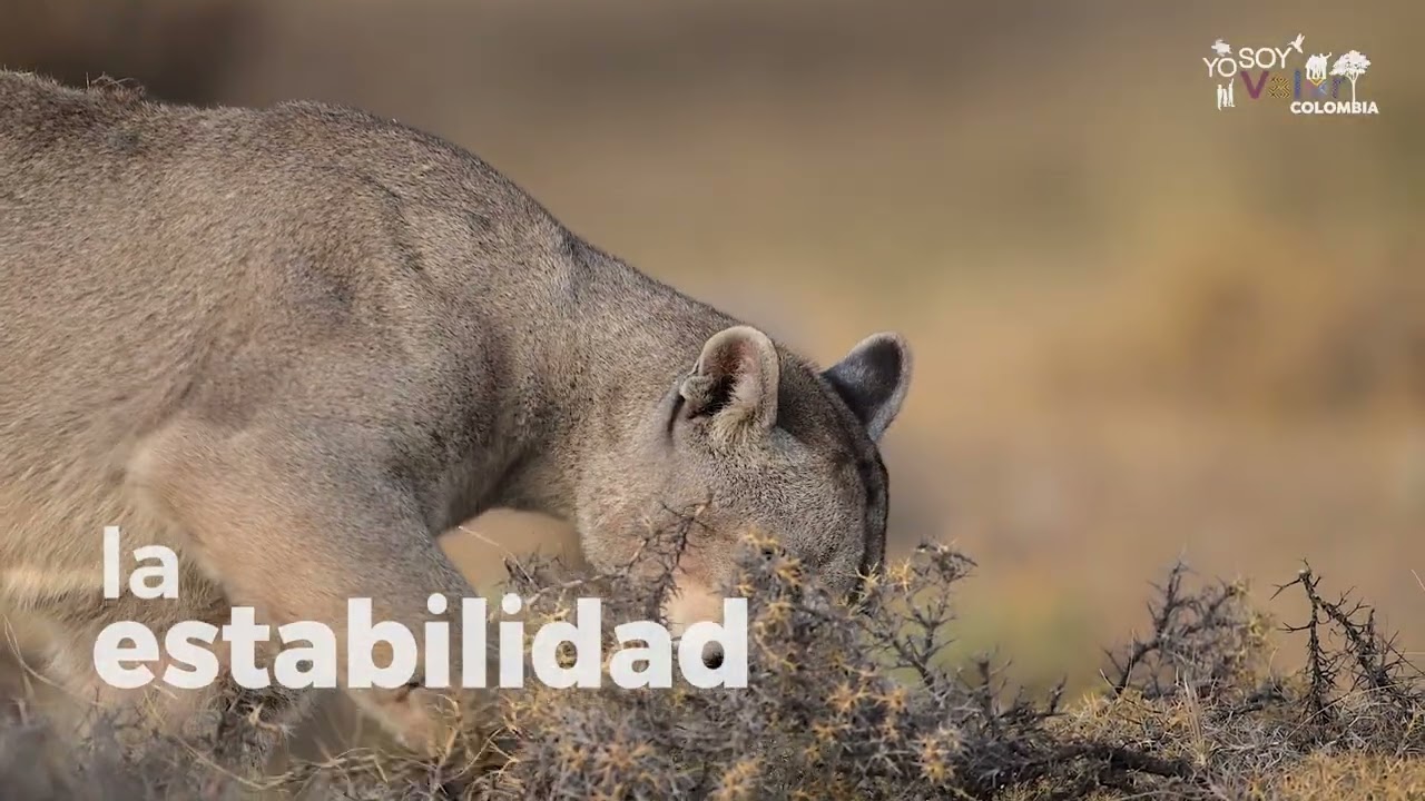 El Puma