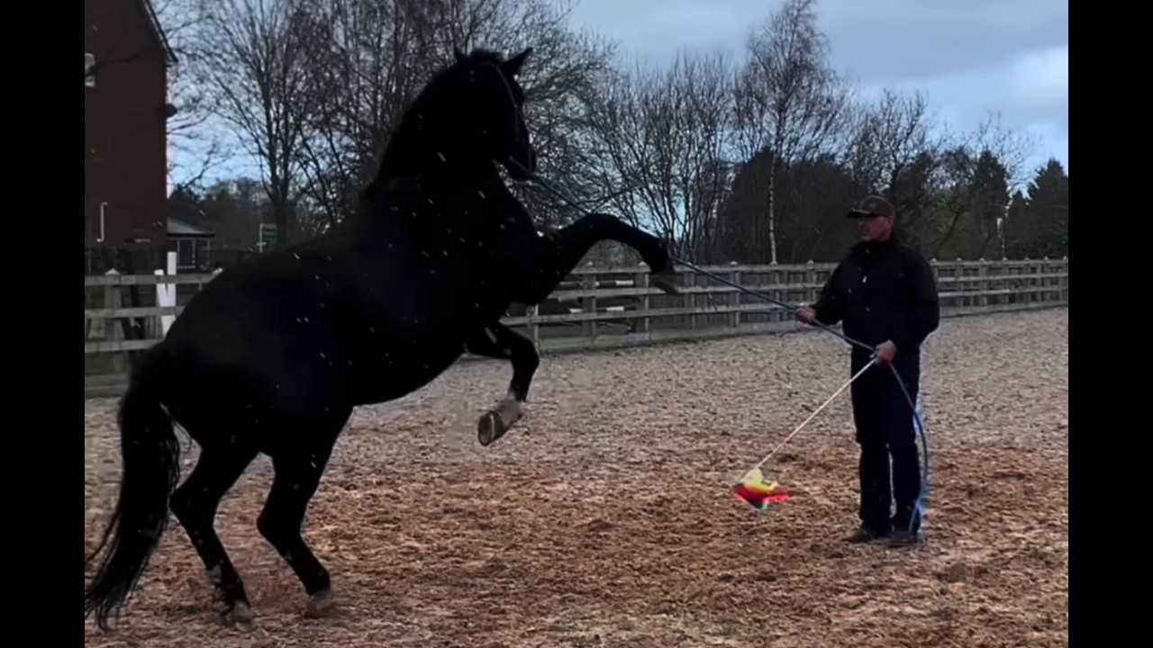 Dream Horse turns into a nightmare! Attacks owners!