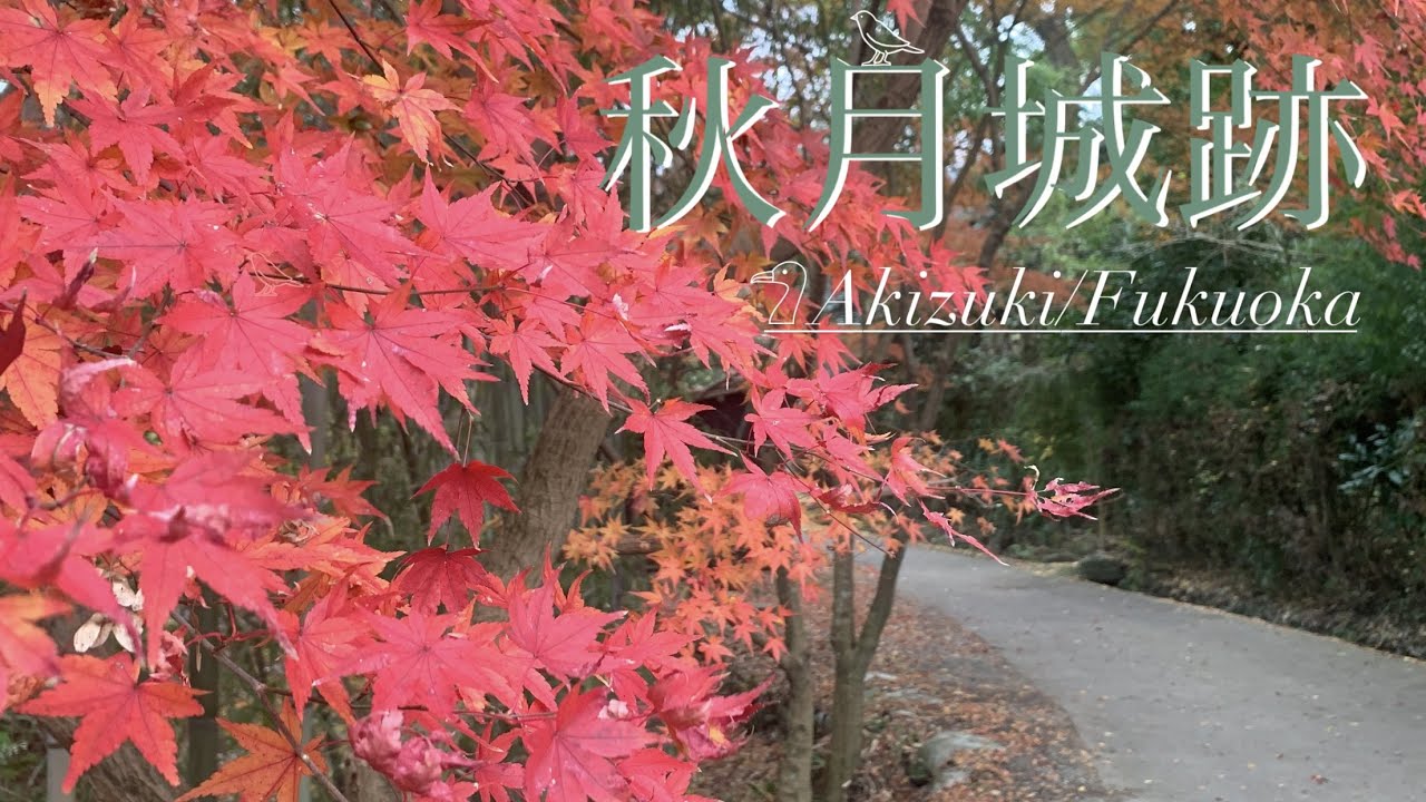 【4K |絶景🍁 紅葉に囲まれる城跡🏯 】秋月城跡と地鶏ごはん（Castle ruins surrounded by autumn leaves）