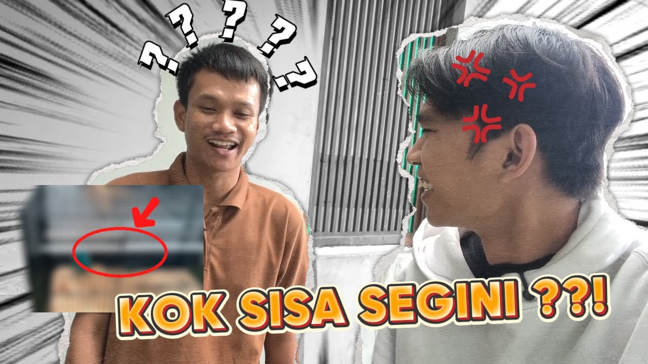 NENGOKIN ANAK AYAM PELIHARAAN ANJAY TEAM !!!