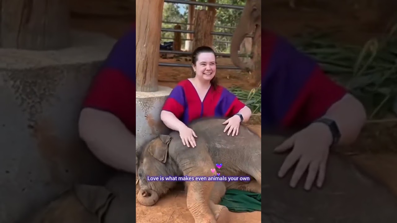 🐘❤️The love between an elephant and a human #ElephantLove 🐘#HumanAnimalBond 🤝#CuteMoments 🥰