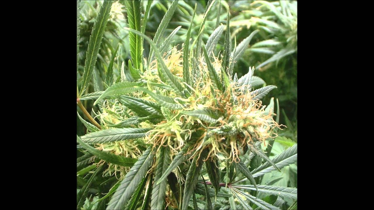 AZ 4 MMJ