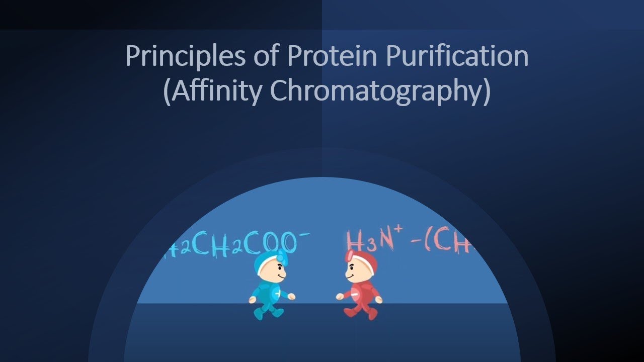 Principles of Protein Purification (Affinity Chromatography)