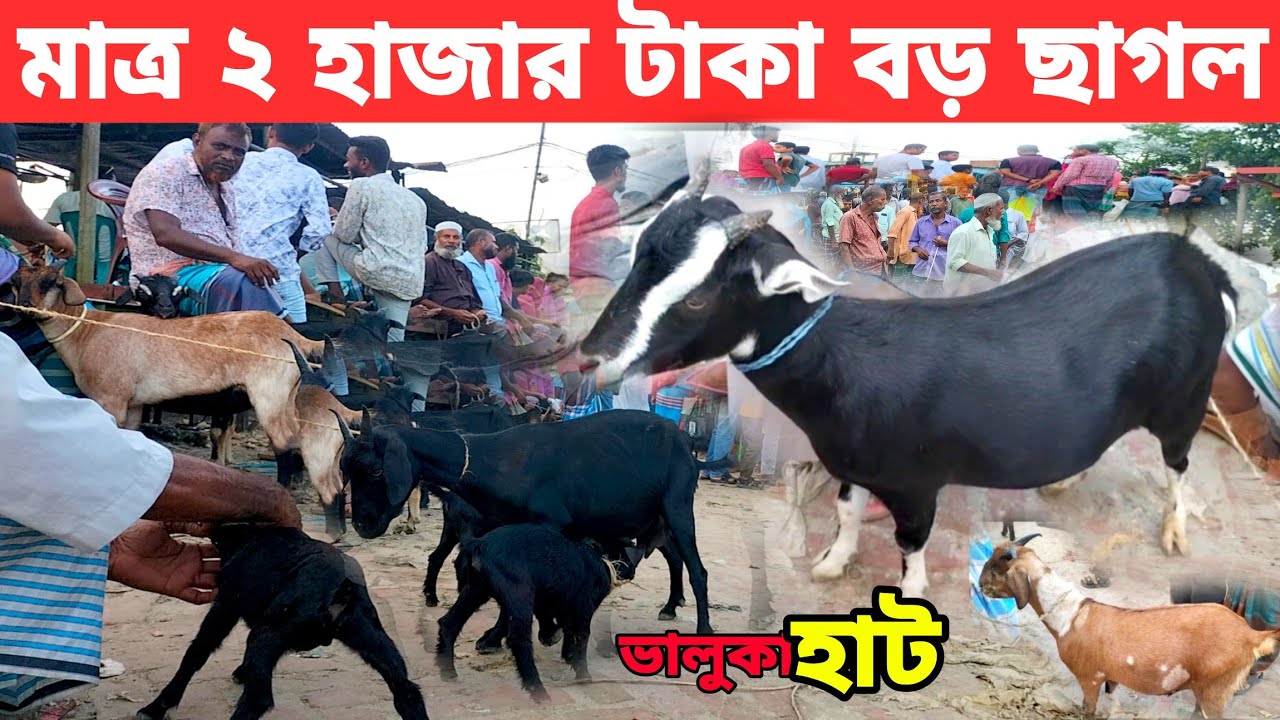 সবচেয়ে কম দামে ছাগল কিনুন | ভালুকা দেশি ছাগলের হাট | goat market | Bangladesh | Mymensingh | Today